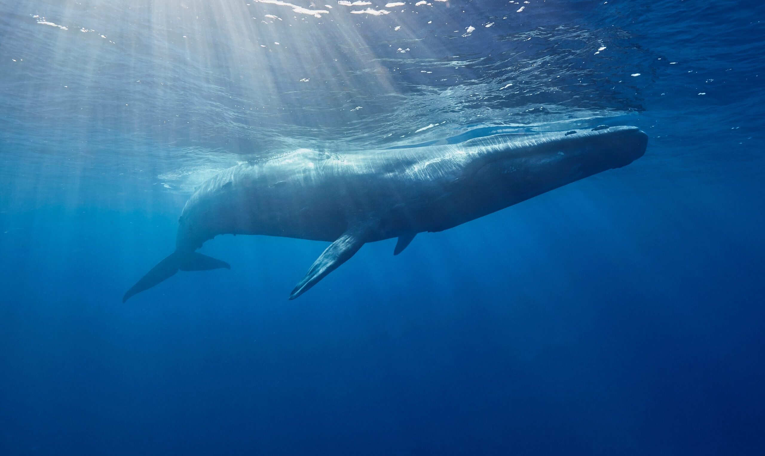 Underwater photo of blue whale. Help create South-east Marine Parks!