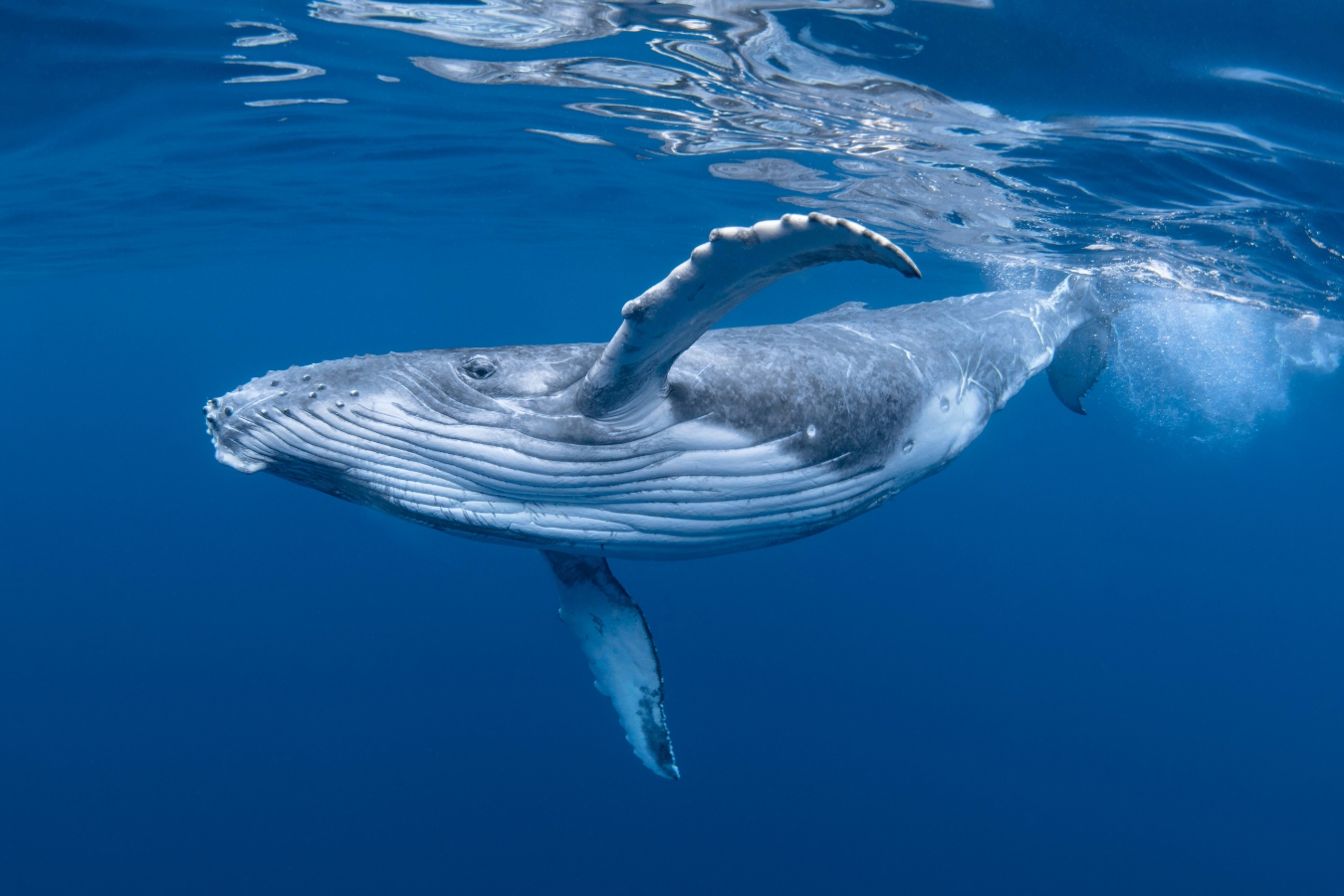 Humpback whale swimming underwater