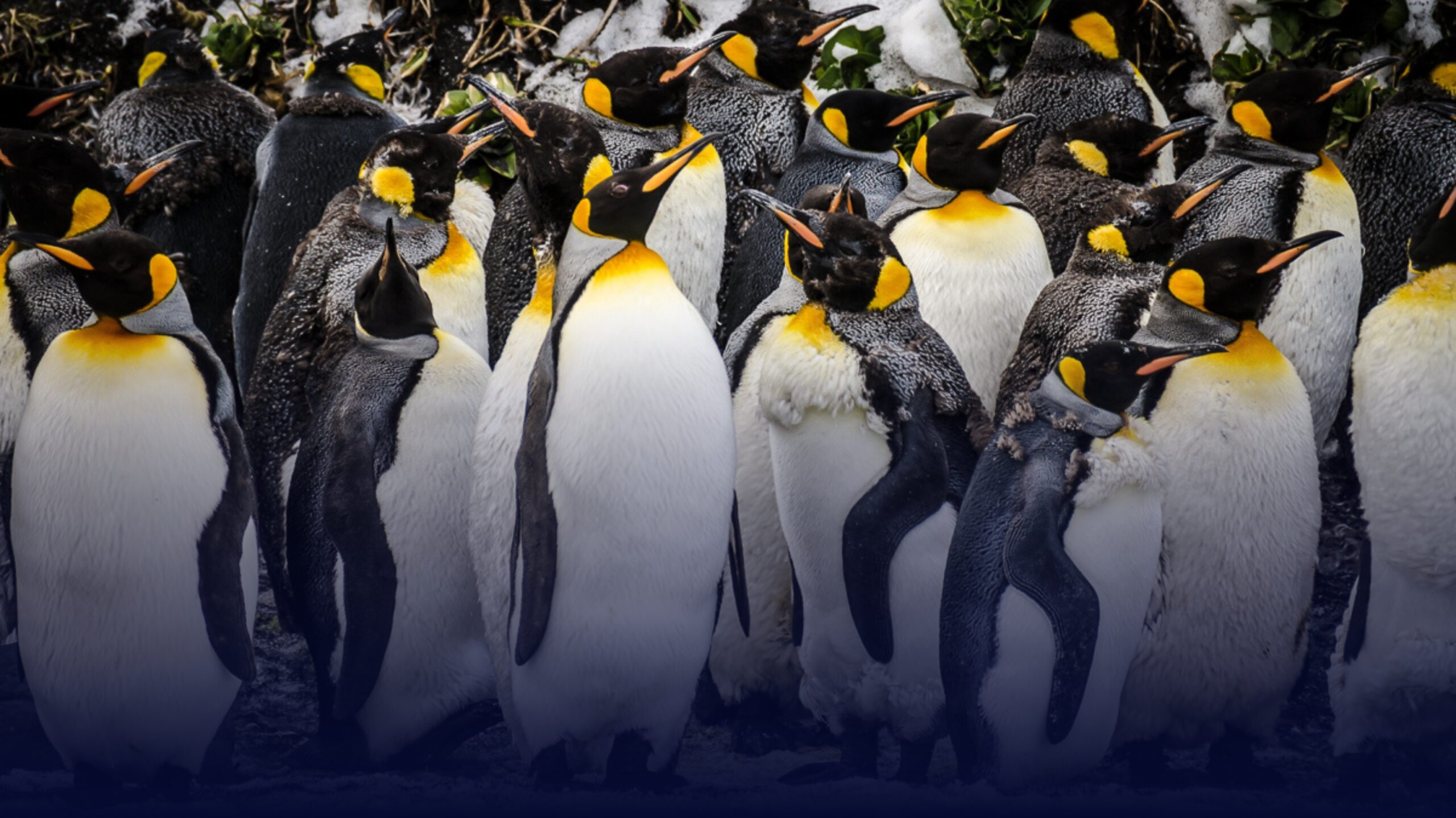 Group of king penguins on Heard Island beach