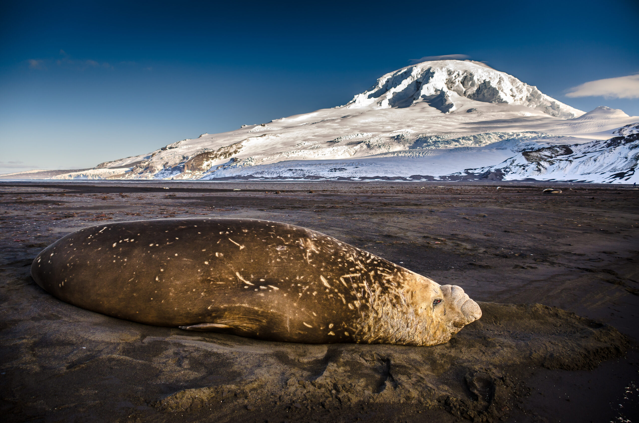 Southern elephant seal at Australia's Heard and McDonalds Islands