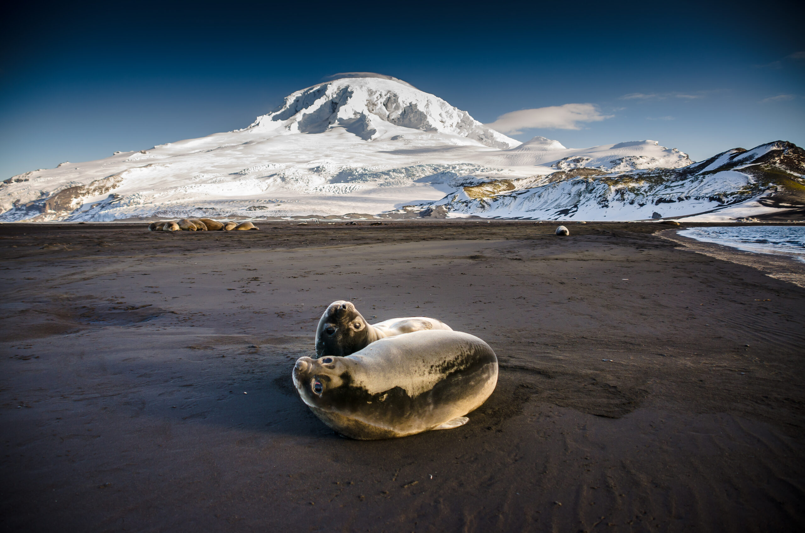 Two southern elephant seals at Heard Island.